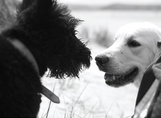 Dog Heaven